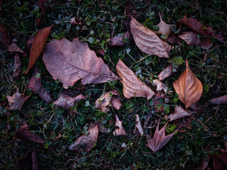 霜がついた落ち葉