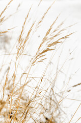 grass in the wind. minimalistic field grasses in winter in beige colors