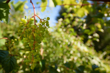 Fototapeta na wymiar Grapevines with fruits in full summer sun