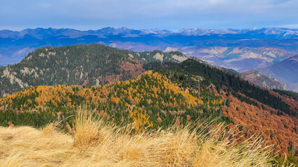 Wind blowing the yellow grasslands located on the Cozia Mountains peaks. Autumn colroed forests are seen in the background, along with the Fagaras Mountains Massif touching the horizon. Carpathia.