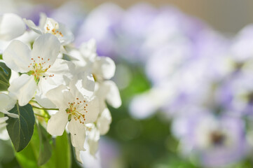 Apple tree and pansies blooming in the garden in spring, sunny day, picturesque clouds, various tones.