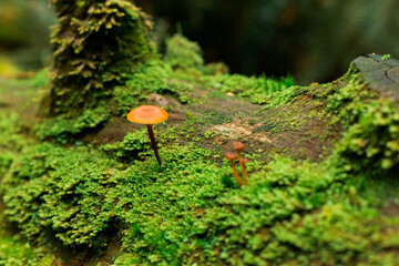 Small mushroom growing from moss
