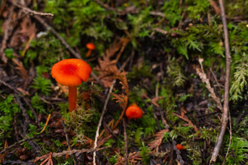 Small mushroom growing from moss