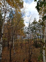 Obraz na płótnie Canvas forest in autumn