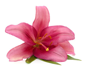 Pink lily with leaves.