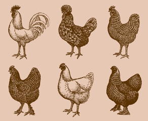 Group of chickens from different breeds isolated on a light orange-brown background, after an antique illustration from the early 20th century