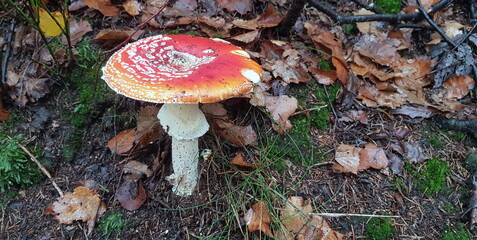 death cap - poisonus mushroom