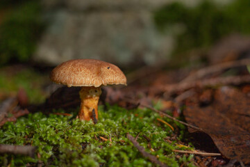 Small bolete mushroom growing from moss