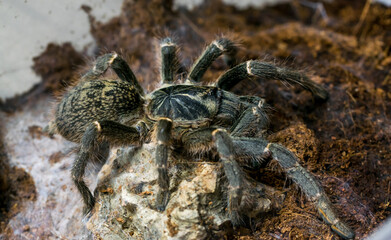 tarantula pterinochilus chordatus standing on its spider web