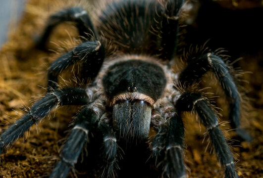 the eyes of the tarantula lasiodora parahybana coming out of his hiding place