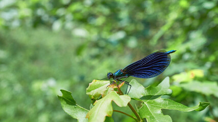 Dragonflies by the river resting on green leaves of spring vegetation