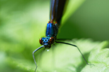 Dragonflies by the river resting on green leaves of spring vegetation