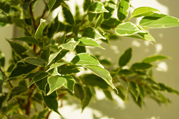 Green-white leaves of ficus Benjamin, illuminated by the sun. 