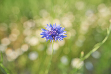 Field and garden flowers full of pure colors in the summer sun