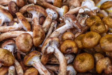 Shiitake mushrooms. Vegetables and fruits at an outdoor farmers market. Raw organic ingredients—fruits and vegetables—used in cooking