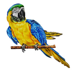 Watercolor illustration of realistic blue macaw parrot. Tropical exotic bird on a white background. Hand drawn. Template. Closeup.
