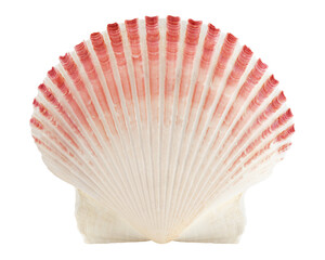 scallops sea shell isolated on white background, clipping path, full depth of field