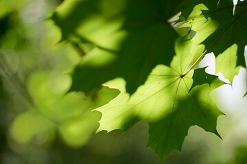 In spring, a joyful and colorful new life is awakened  © Tomasz