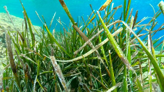 Fish camouflage, a broadnosed pipefish hidden in the leaves of seagrass Posidonia Oceanica, underwater Mediterranean sea, France