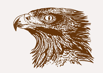 Vector vintage portrait of golden eagle, sepia background, graphical illustration, bird