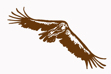 Vector vintage  vulture flying , sepia background, graphical illustration,bird.