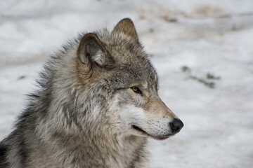 Timber Wolf in Northern Canada