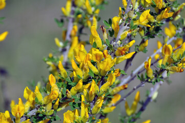 In spring (Chamaecytisus ruthenicus) blooms in nature