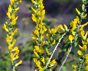 In spring (Chamaecytisus ruthenicus) blooms in nature