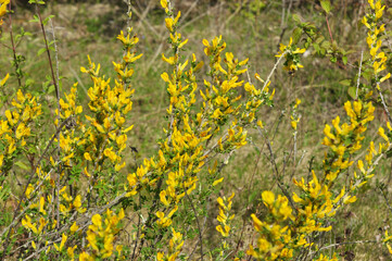 In spring (Chamaecytisus ruthenicus) blooms in nature