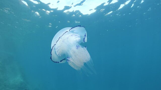 Jellyfish underwater in the Mediterranean sea, Rhizostoma pulmo