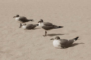 Four Seagull Birds Relaxing on the Sandy Beach
