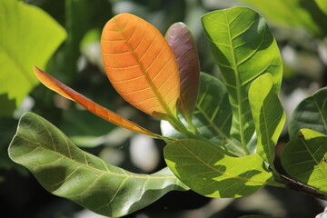 cashew tree branch