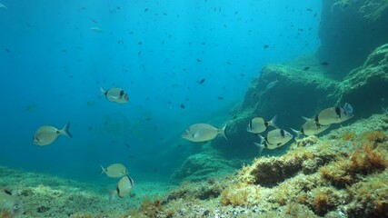 Underwater seascape in the Mediterranean sea, many fish and rocky seabed, France