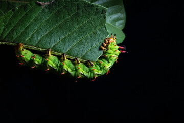 Lagarta em uma folha verde com fundo preto.