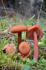 Laccaria laccata or Waxy laccaria mushrooms and beech acorn