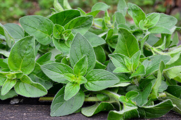 Freshly harvested oregano close up