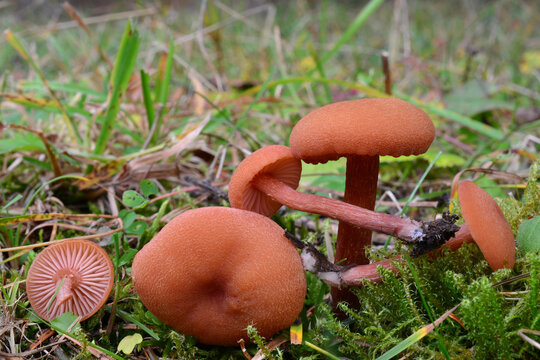 Laccaria laccata or Waxy laccaria mushrooms