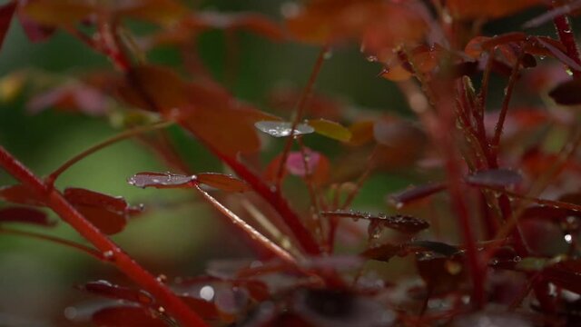Hojas rojas en la lluvia