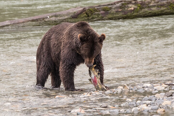 Grizzly Stripping Salmon with its Teeth No. 3
