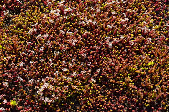 Dark Red Floral Carpet - Background