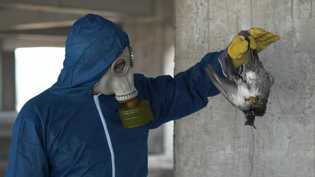 Workman in gas mask and protection suit holds in hand dead bird