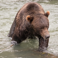 Naklejka na ściany i meble Grizzly Bear in river