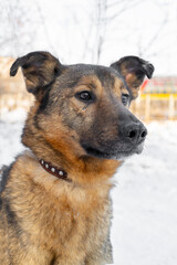 Dog in the winter in the snow. A pet.