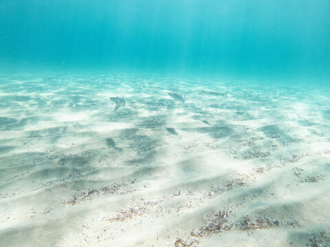 Unterwasser Sand Wellen Hintergrund Fische