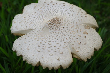 mushroom in the grass