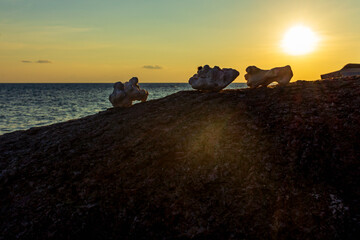 Island sunset time at beach, coral decor