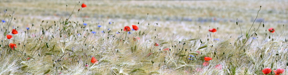 Rot leuchtender Mohn und auf weitem Weizenfeld