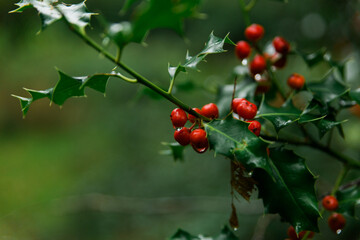 Obraz premium Red holly berries on a holly tree