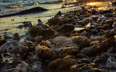 Coral close up view at beach sunset
