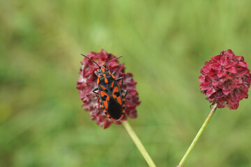 Nahansicht einer Bodenwanze